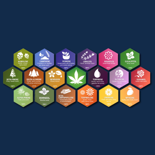 Aroma Test: Full Terpenes Analysis